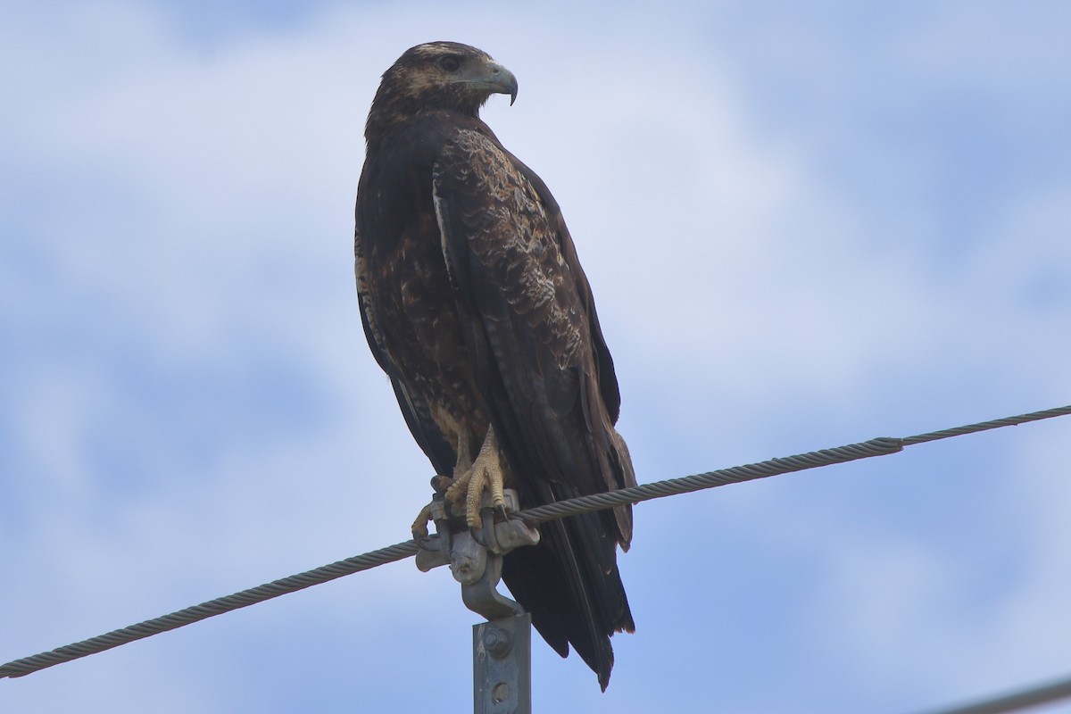 Black-chested Buzzard-Eagle - ML639268308
