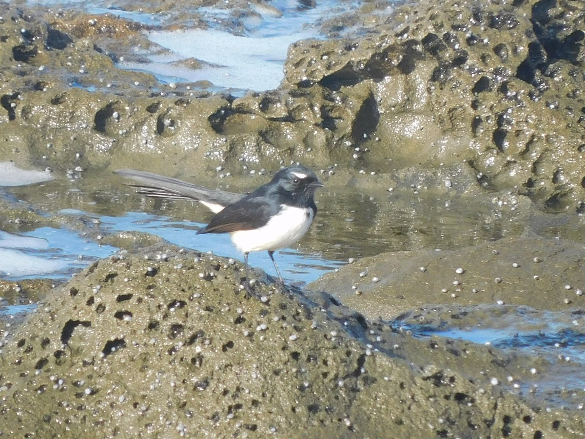 Willie-wagtail - ML639268327