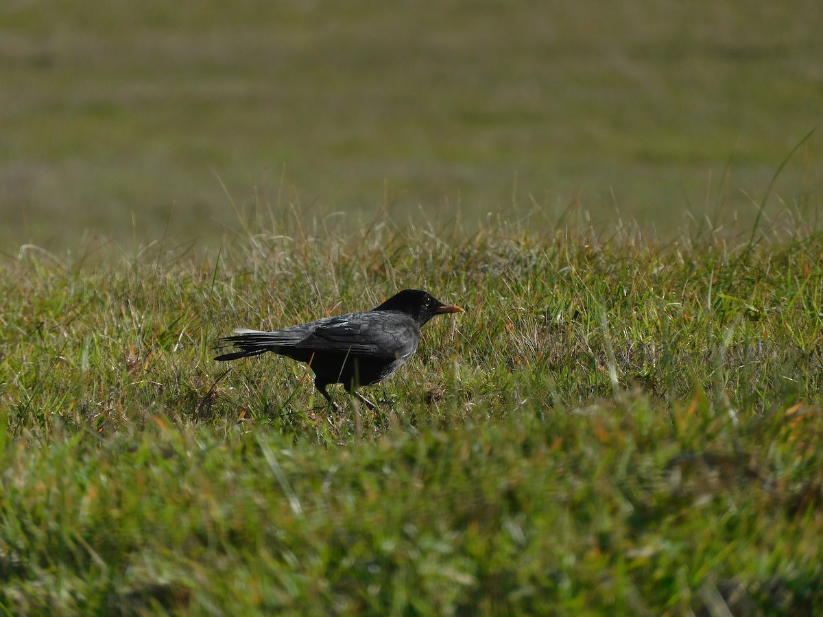 Eurasian Blackbird - ML639268400