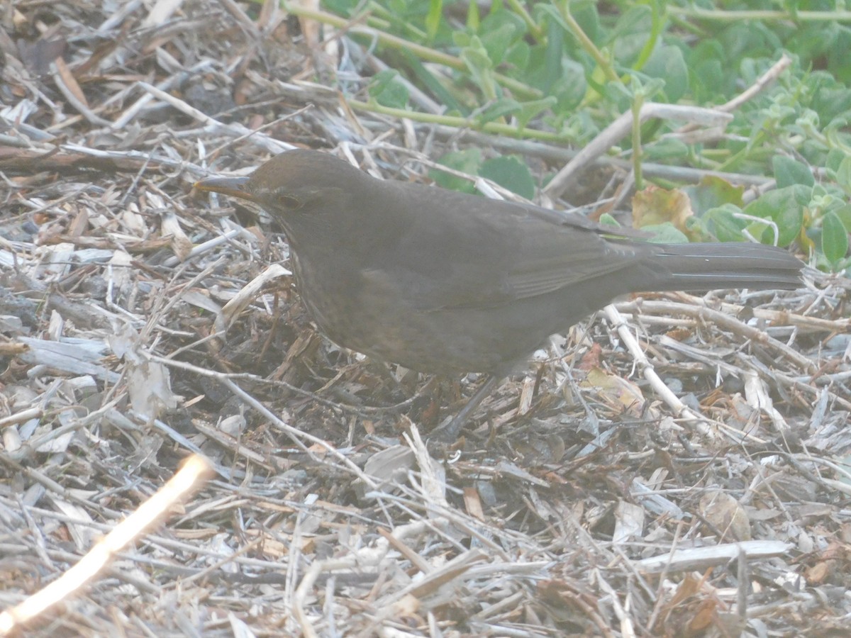 Eurasian Blackbird - ML639268407