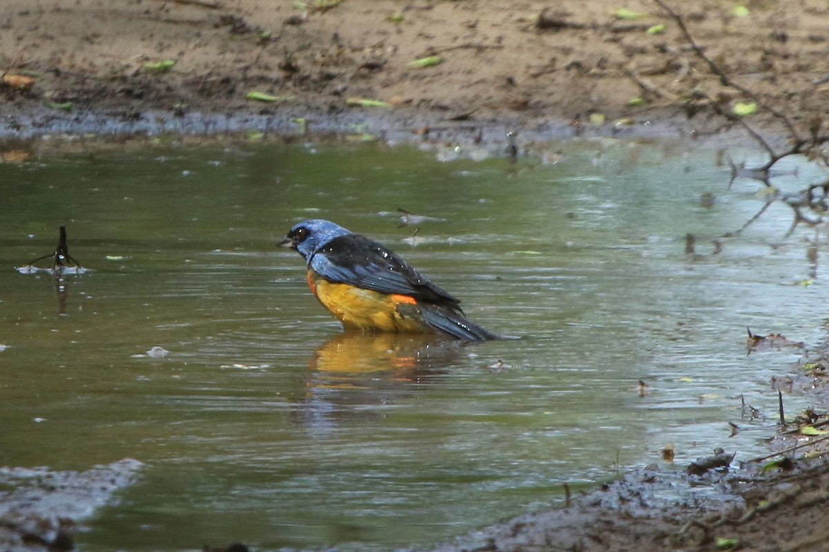 Blue-and-yellow Tanager - ML639268434