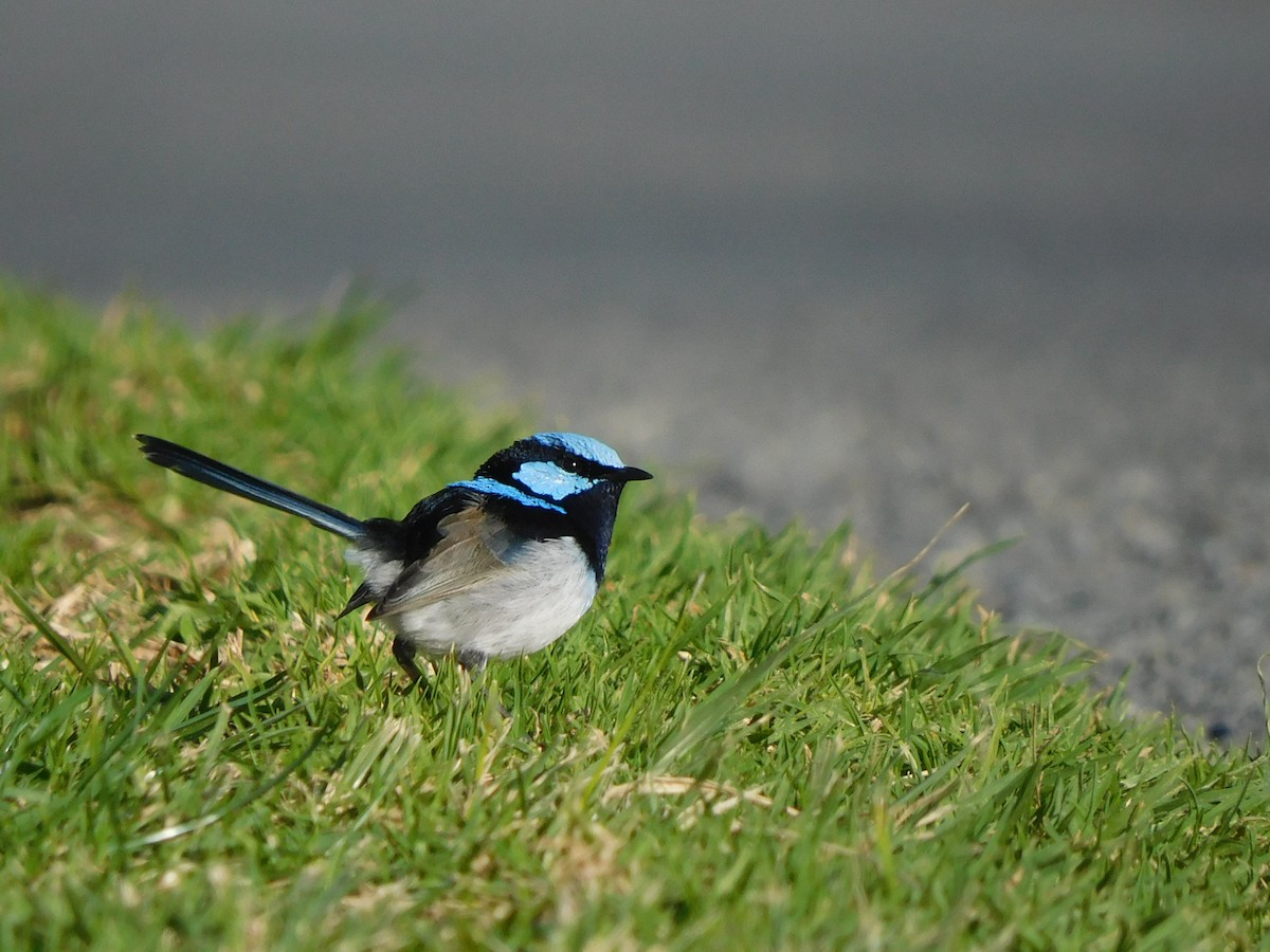 Superb Fairywren - ML639268459