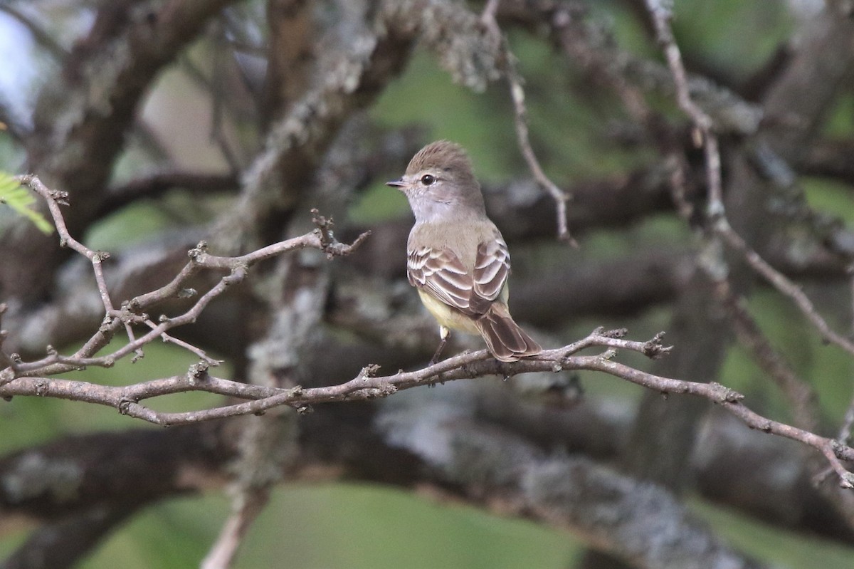 Southern Beardless-Tyrannulet - ML639268467