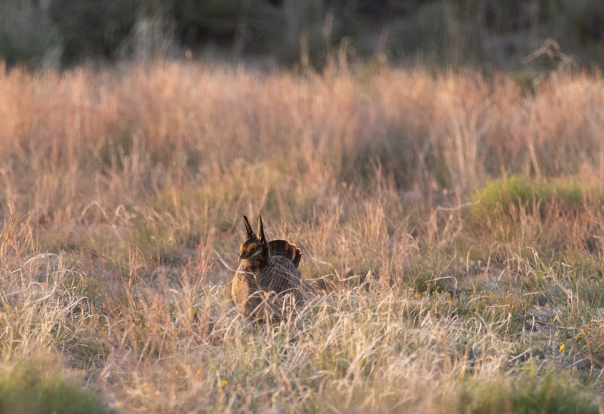 Lesser Prairie-Chicken - ML639268479