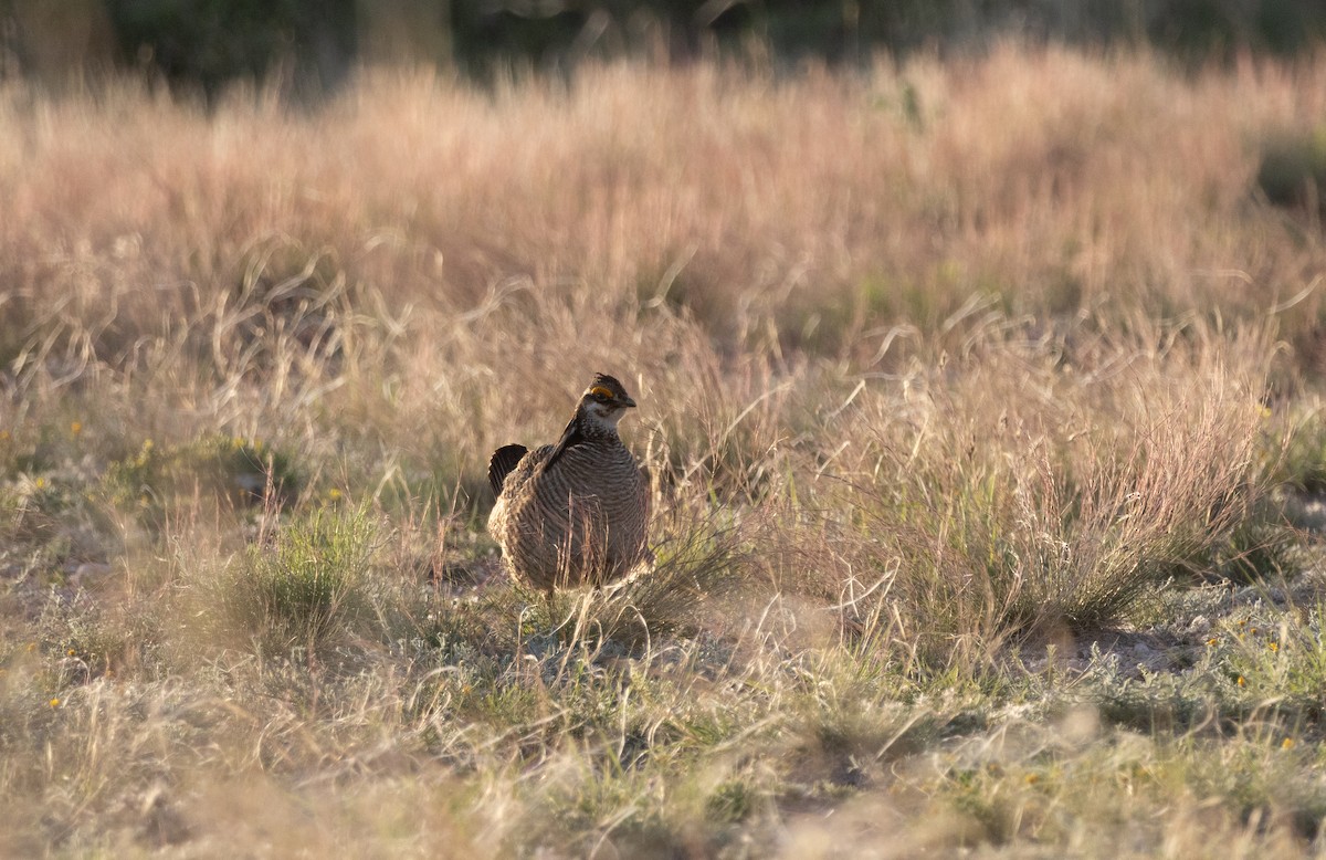 Lesser Prairie-Chicken - ML639268480