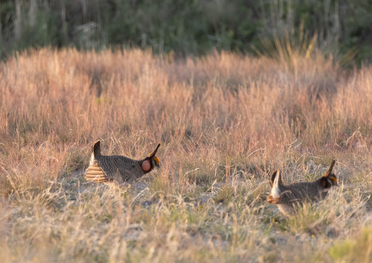 Lesser Prairie-Chicken - ML639268481