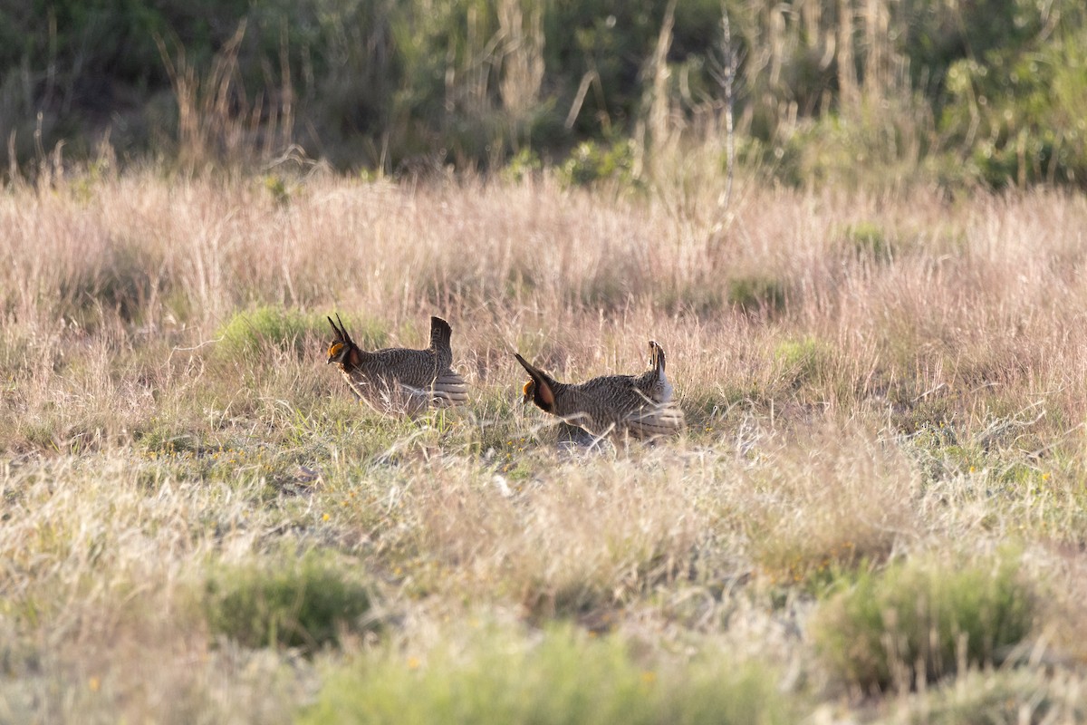 Lesser Prairie-Chicken - ML639268485