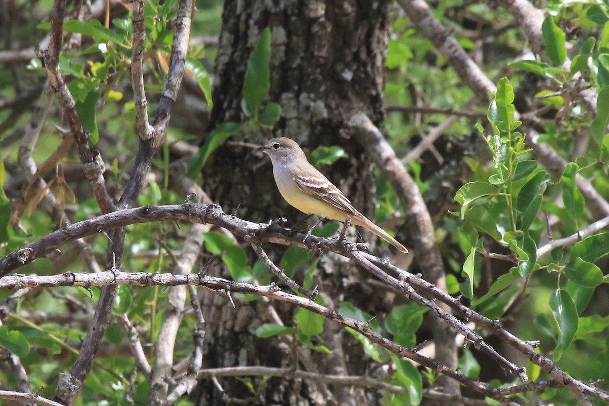 Southern Scrub-Flycatcher - ML639268497