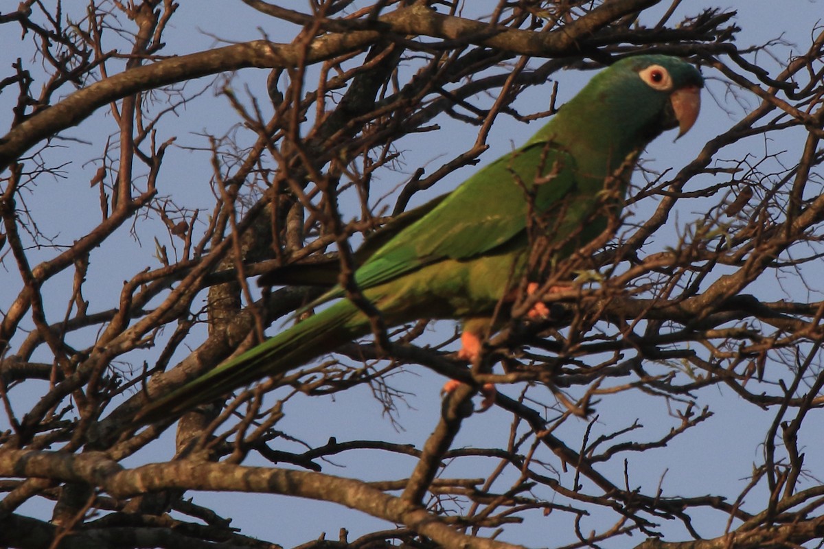 Blue-crowned Parakeet - ML639268548