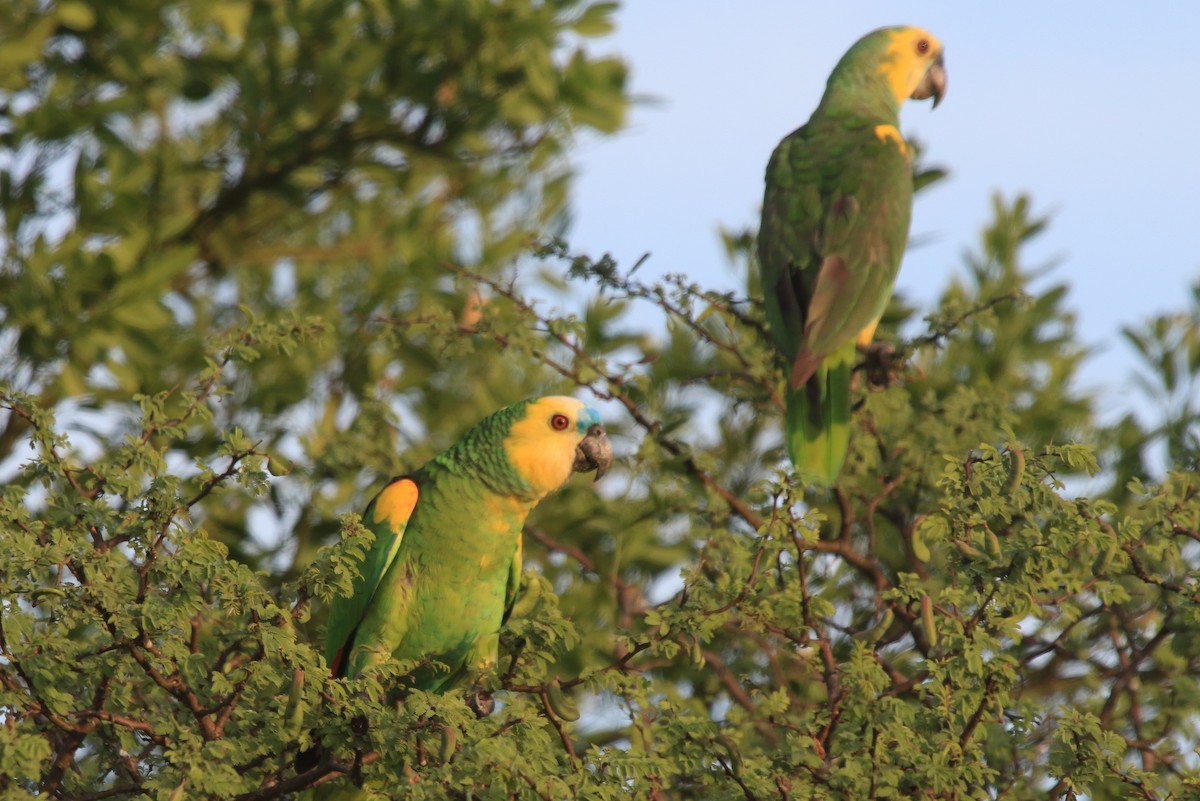 Turquoise-fronted Amazon - ML639268566