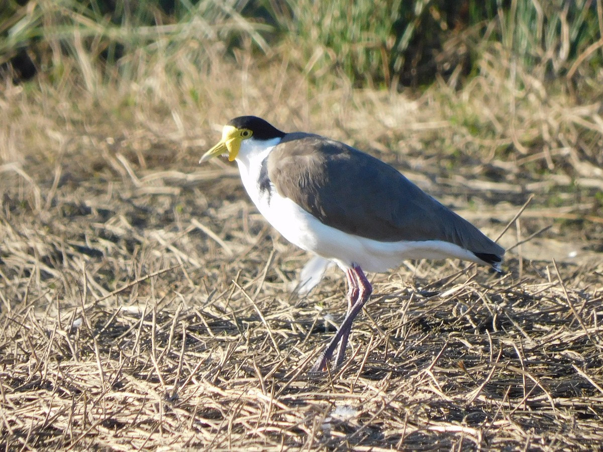 Masked Lapwing - ML639268586