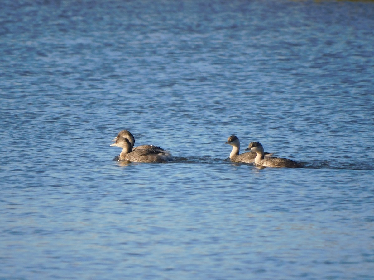 Hoary-headed Grebe - ML639268629