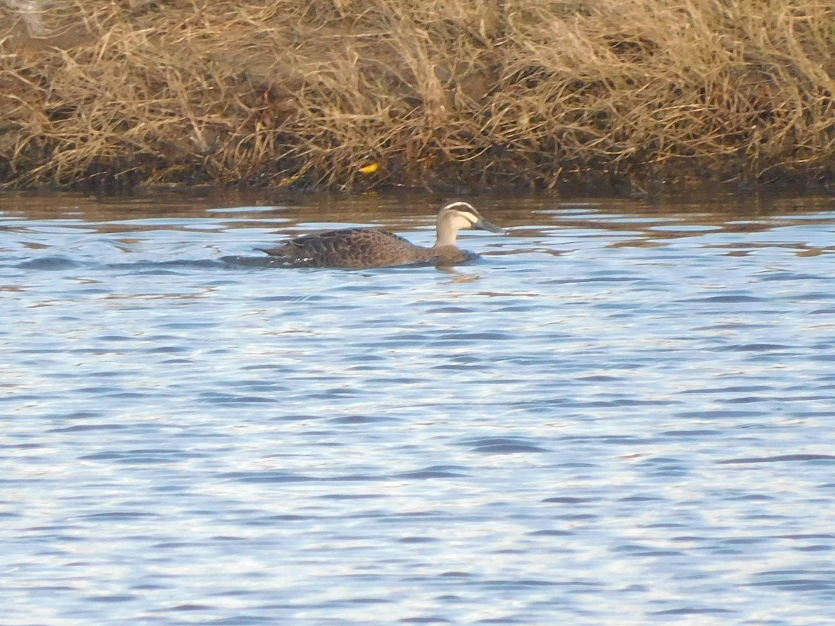 Pacific Black Duck - ML639268658