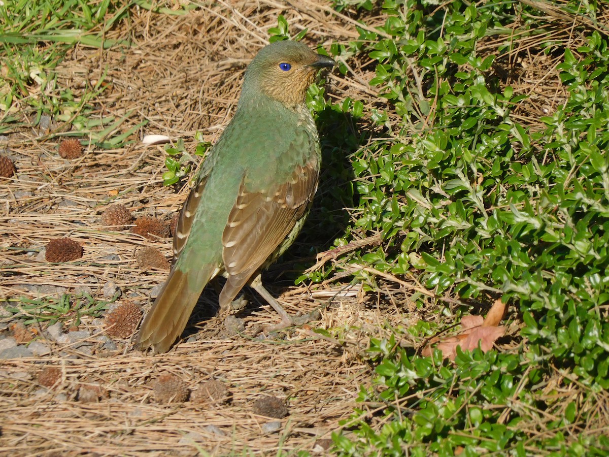 Satin Bowerbird - ML639268710