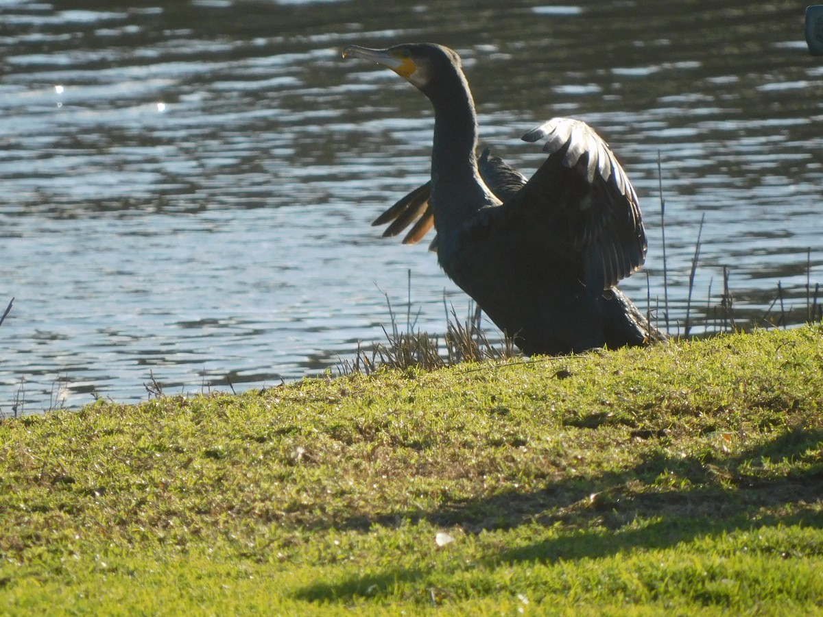 Great Cormorant - ML639268726
