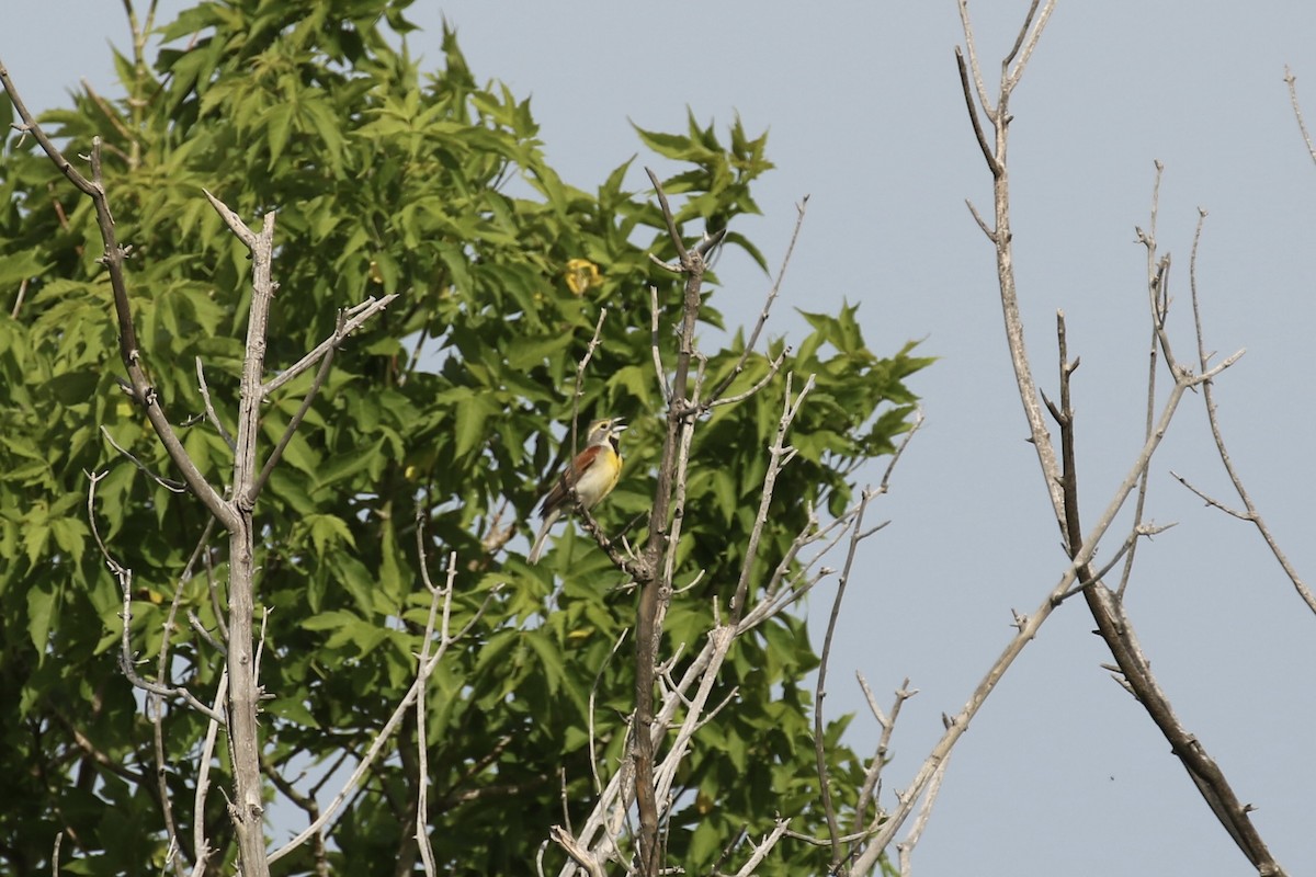 Dickcissel - ML639268733