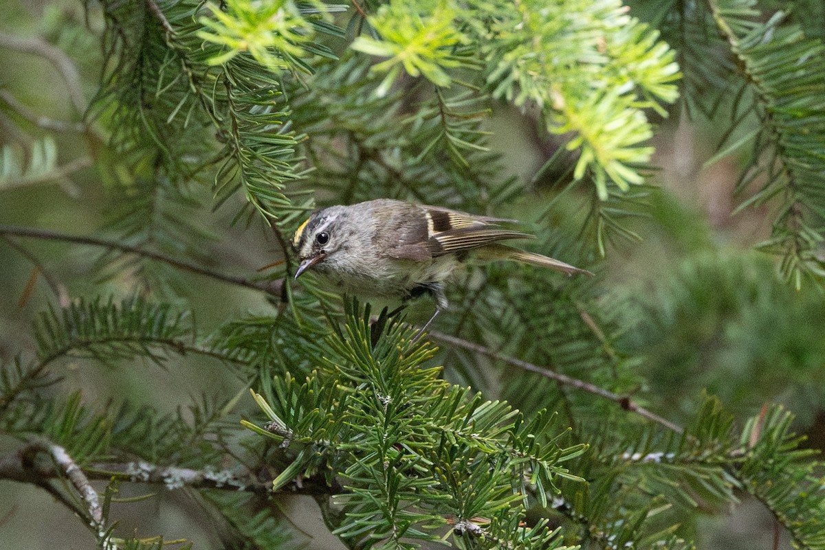 Golden-crowned Kinglet - ML639268734