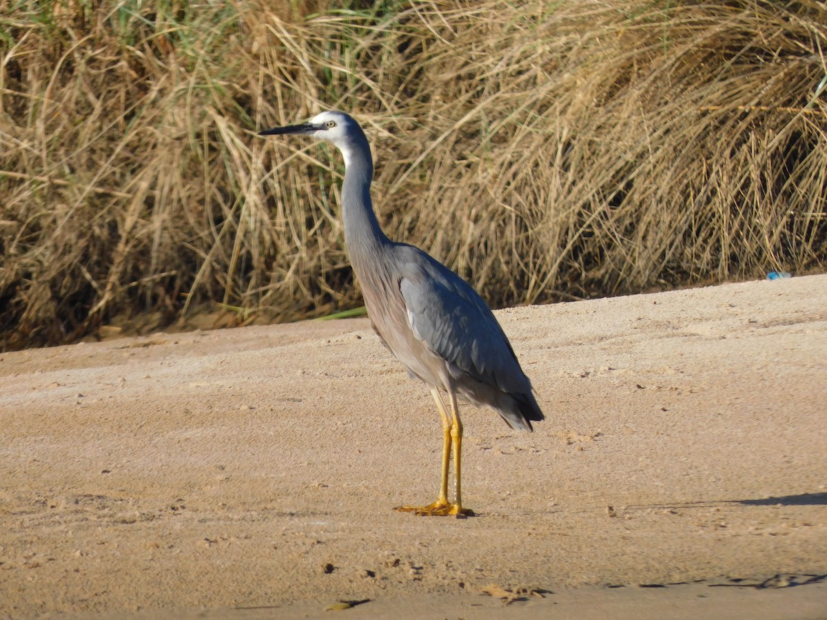 White-faced Heron - ML639268741