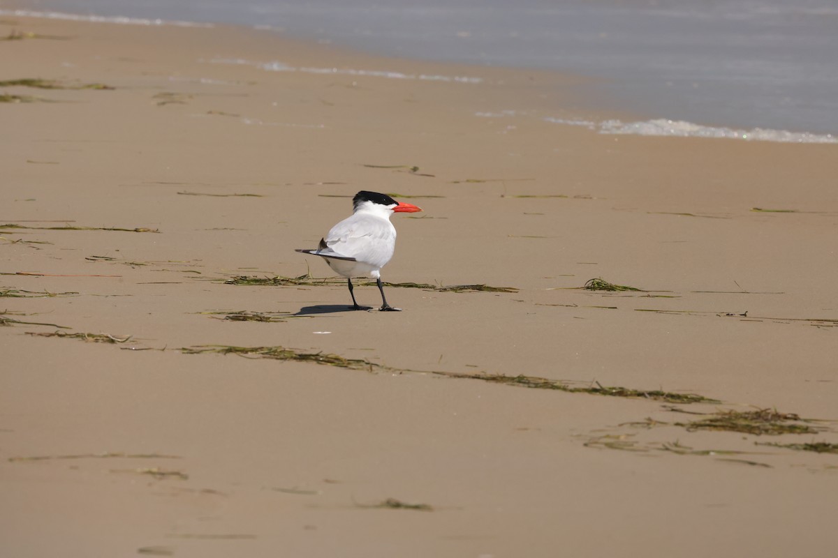 Sterne caspienne - ML639268745