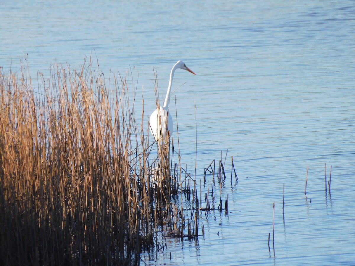 Great Egret - ML639268746