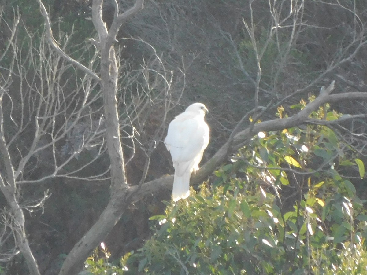 Gray Goshawk - ML639268826