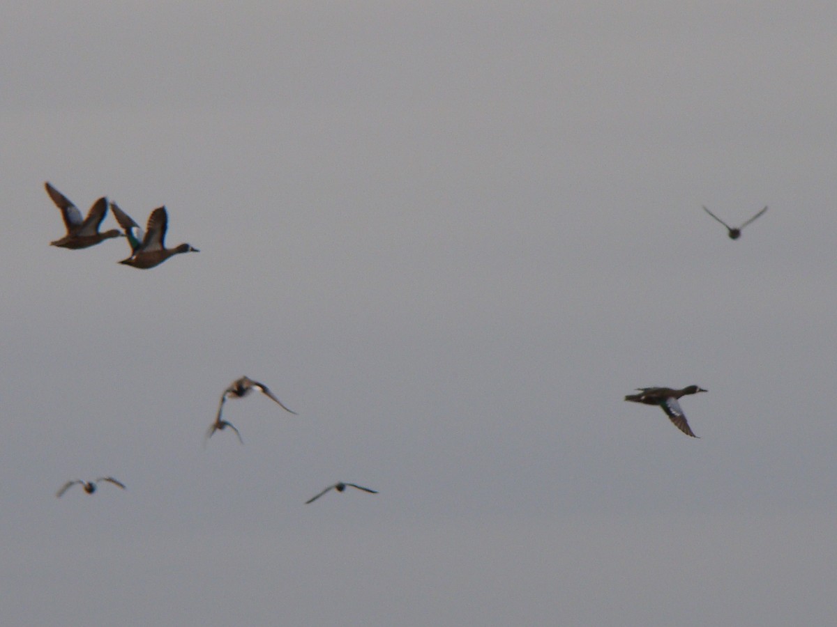 Blue-winged Teal - ML639268899