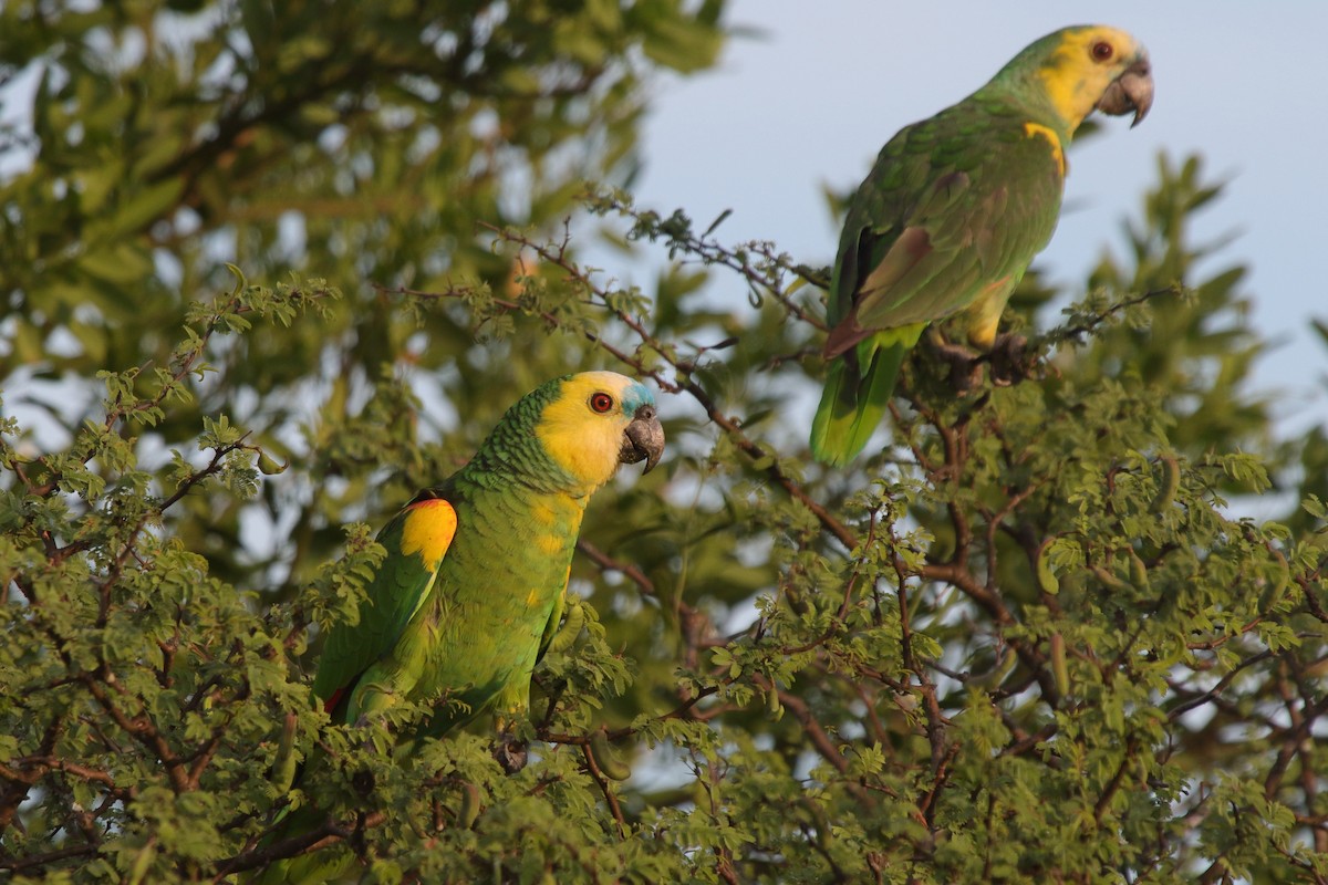 Turquoise-fronted Amazon - ML639269039