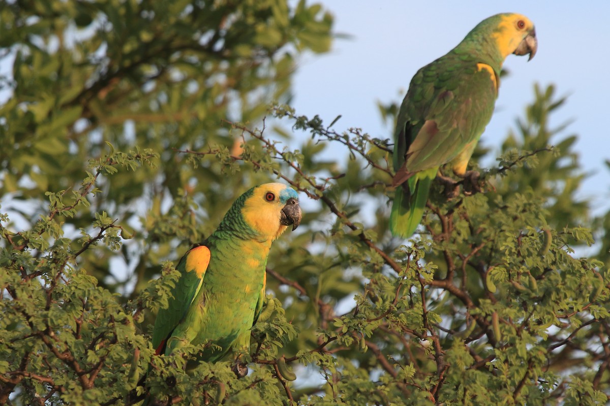 Turquoise-fronted Amazon - ML639269041