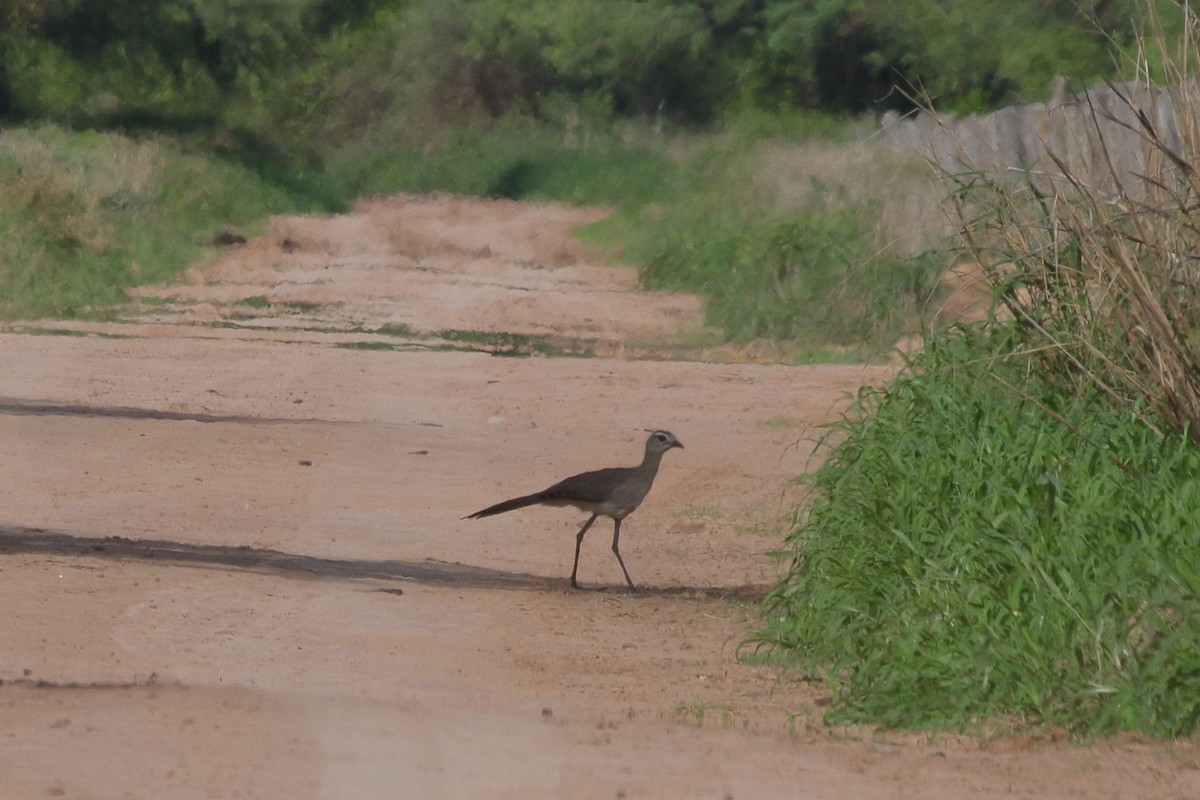 Black-legged Seriema - ML639269045