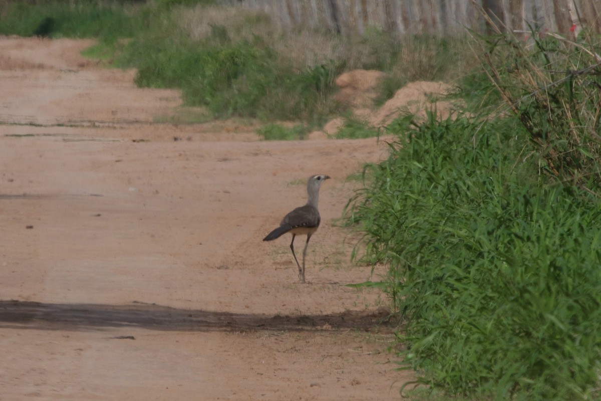 Black-legged Seriema - ML639269046