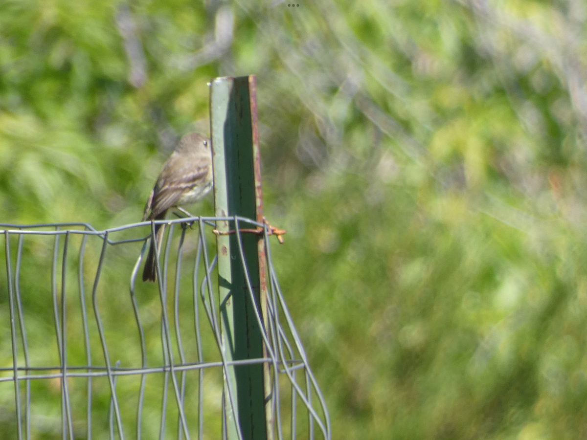 Dusky Flycatcher - ML639269072