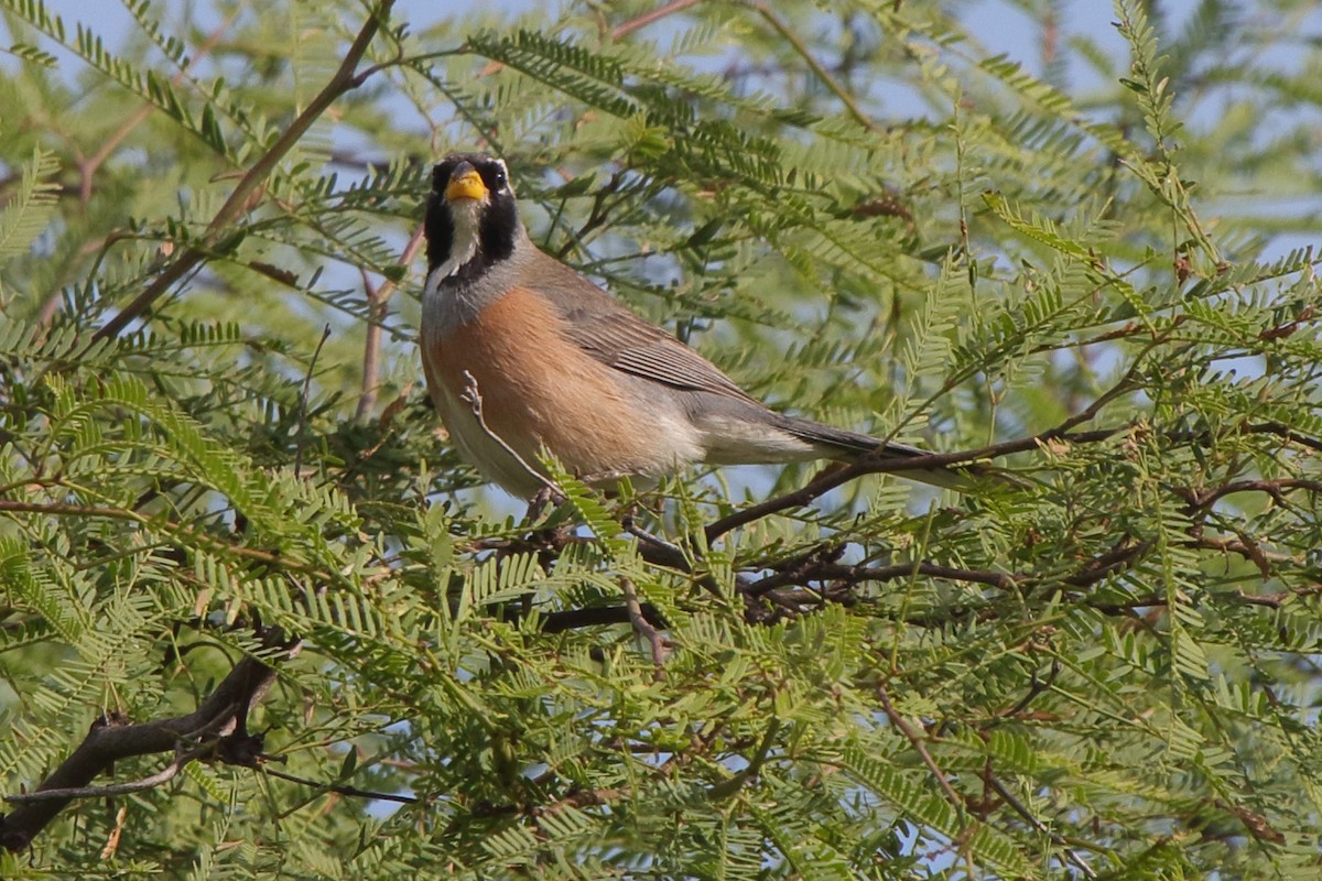 Many-colored Chaco Finch - ML639269088