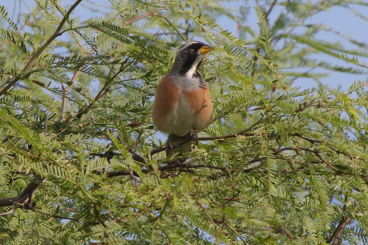 Many-colored Chaco Finch - ML639269089