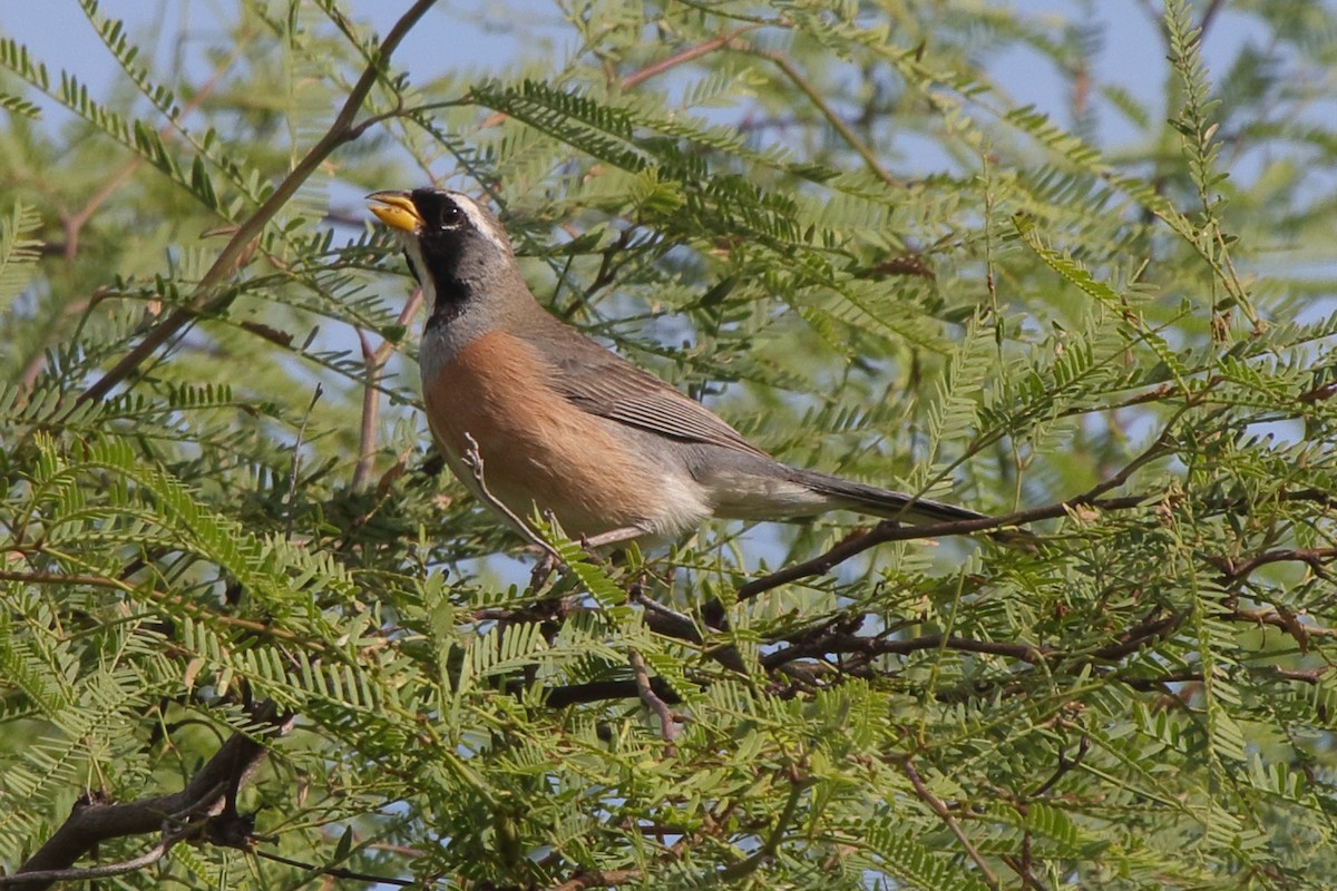 Many-colored Chaco Finch - ML639269093