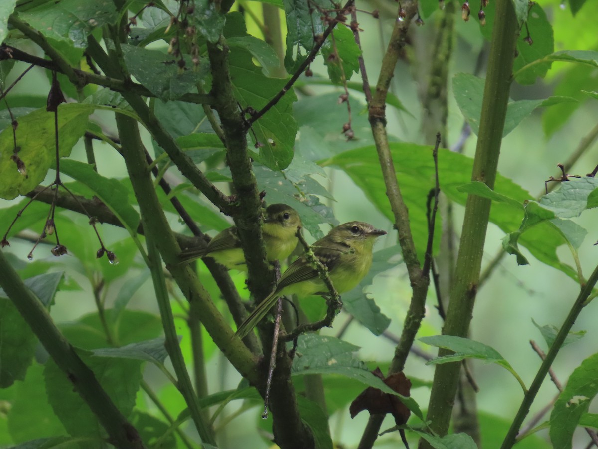 Yellow Tyrannulet - ML639269121
