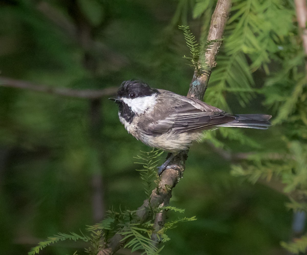 Carolina Chickadee - ML639269134