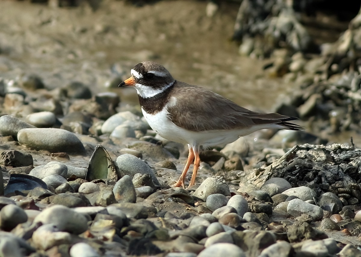 Common Ringed Plover - ML639269138