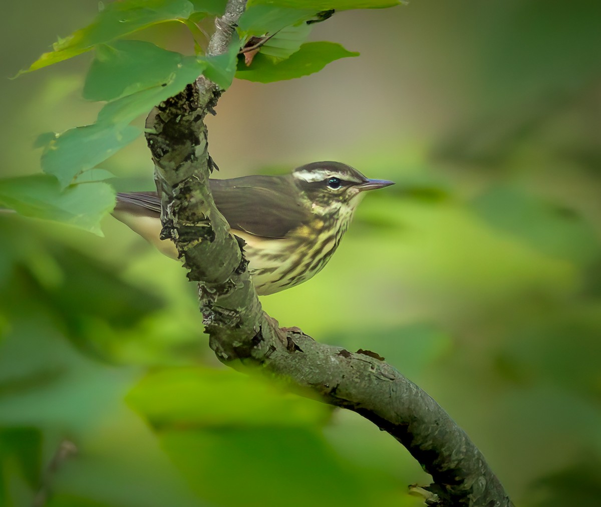 Louisiana Waterthrush - ML639269167