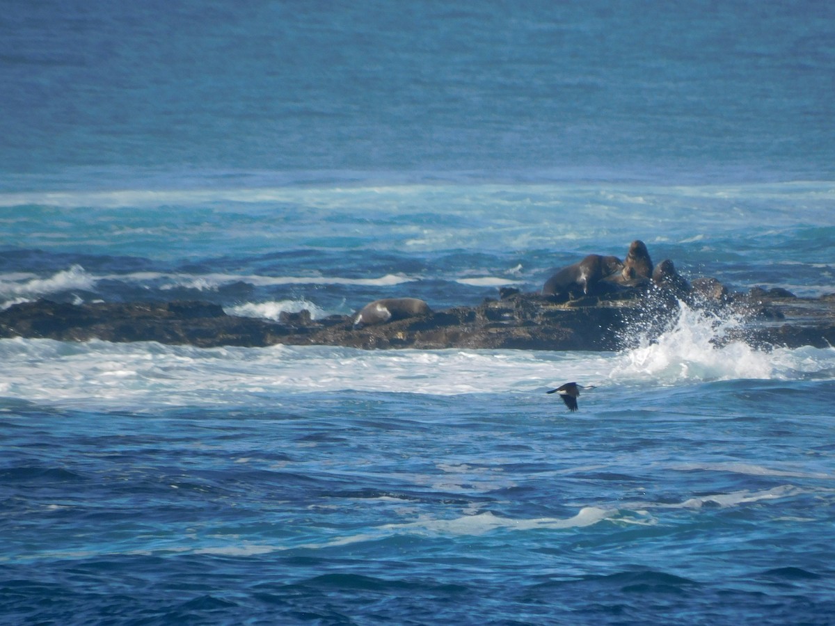 Black-faced Cormorant - ML639269254