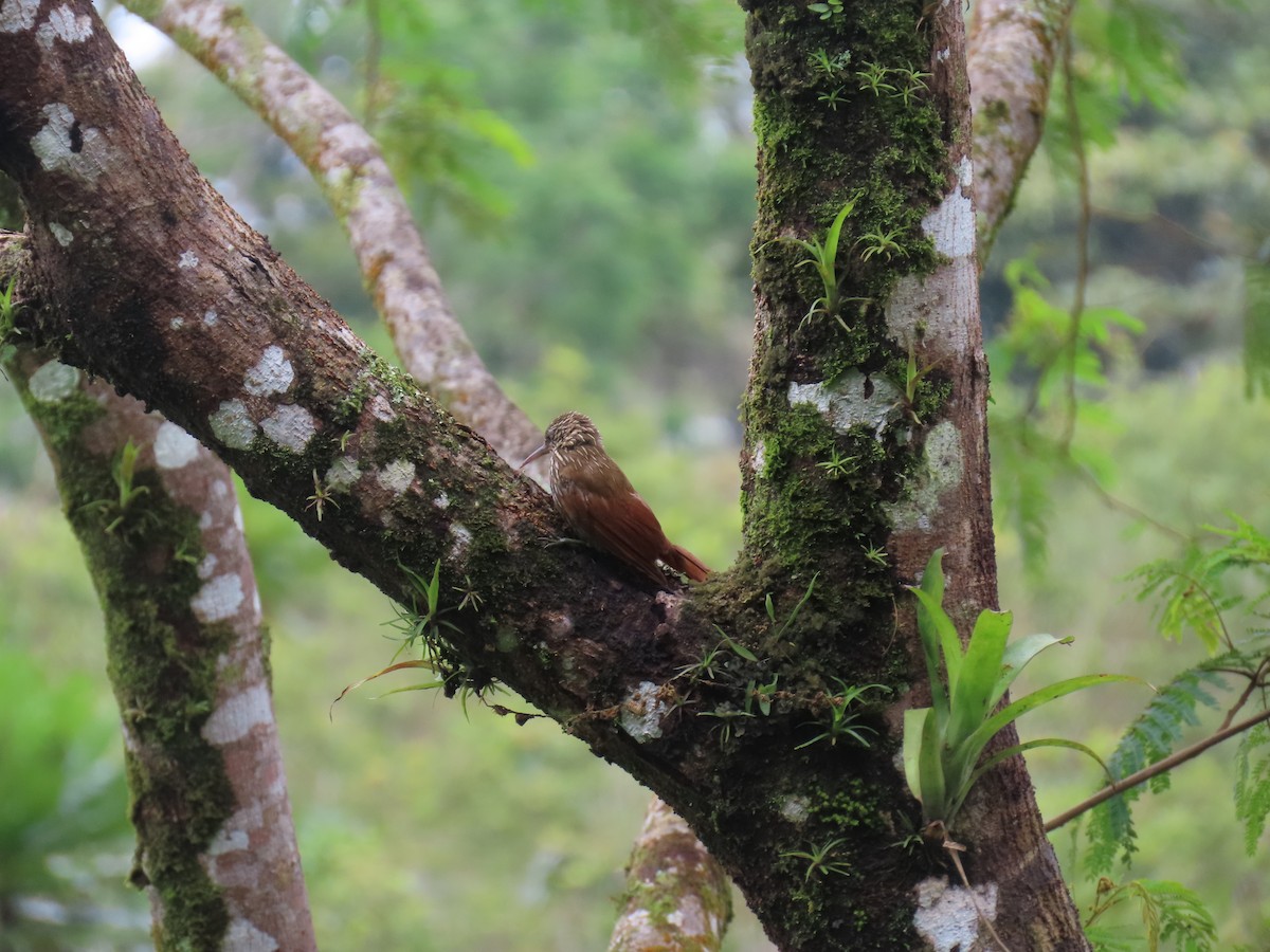 Streak-headed Woodcreeper - ML639269285