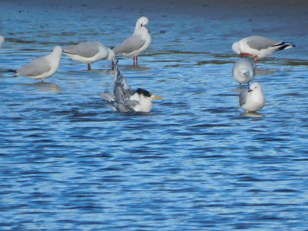 Great Crested Tern - ML639269294