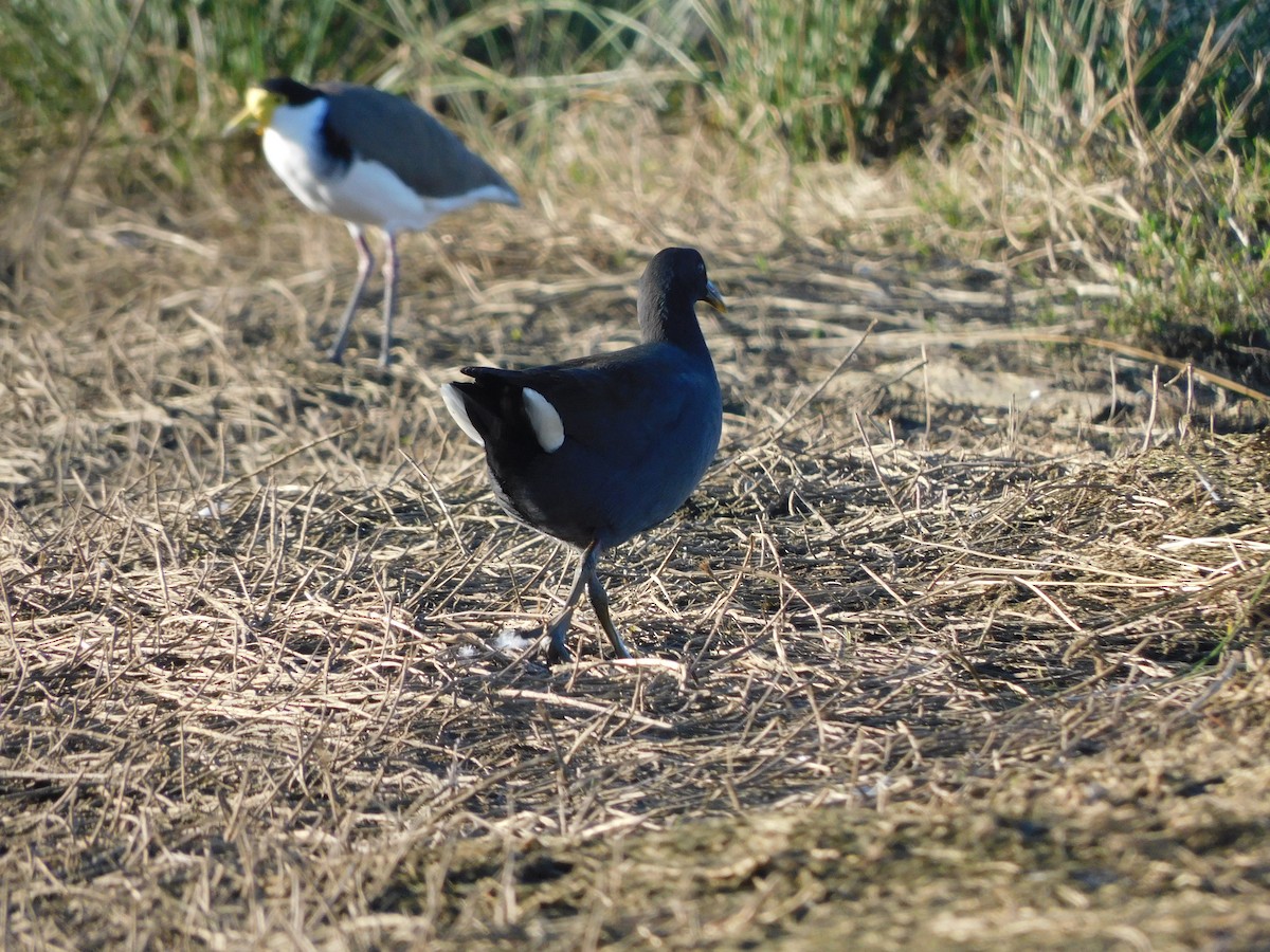 Dusky Moorhen - ML639269312