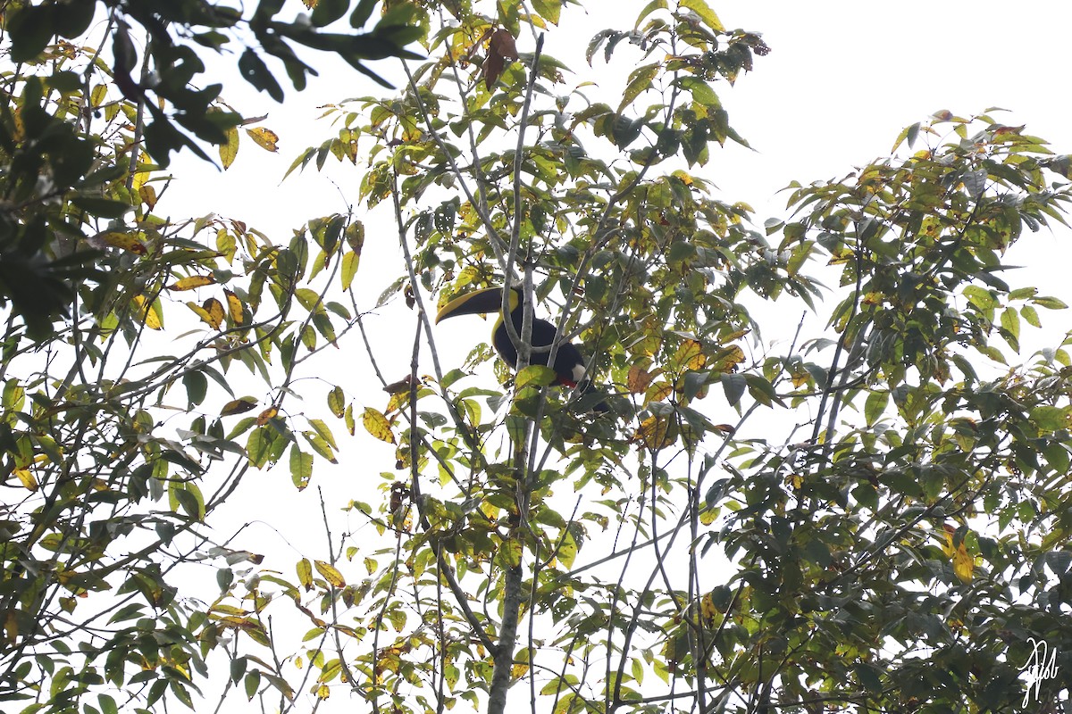 Yellow-throated Toucan (Chestnut-mandibled) - ML639269321
