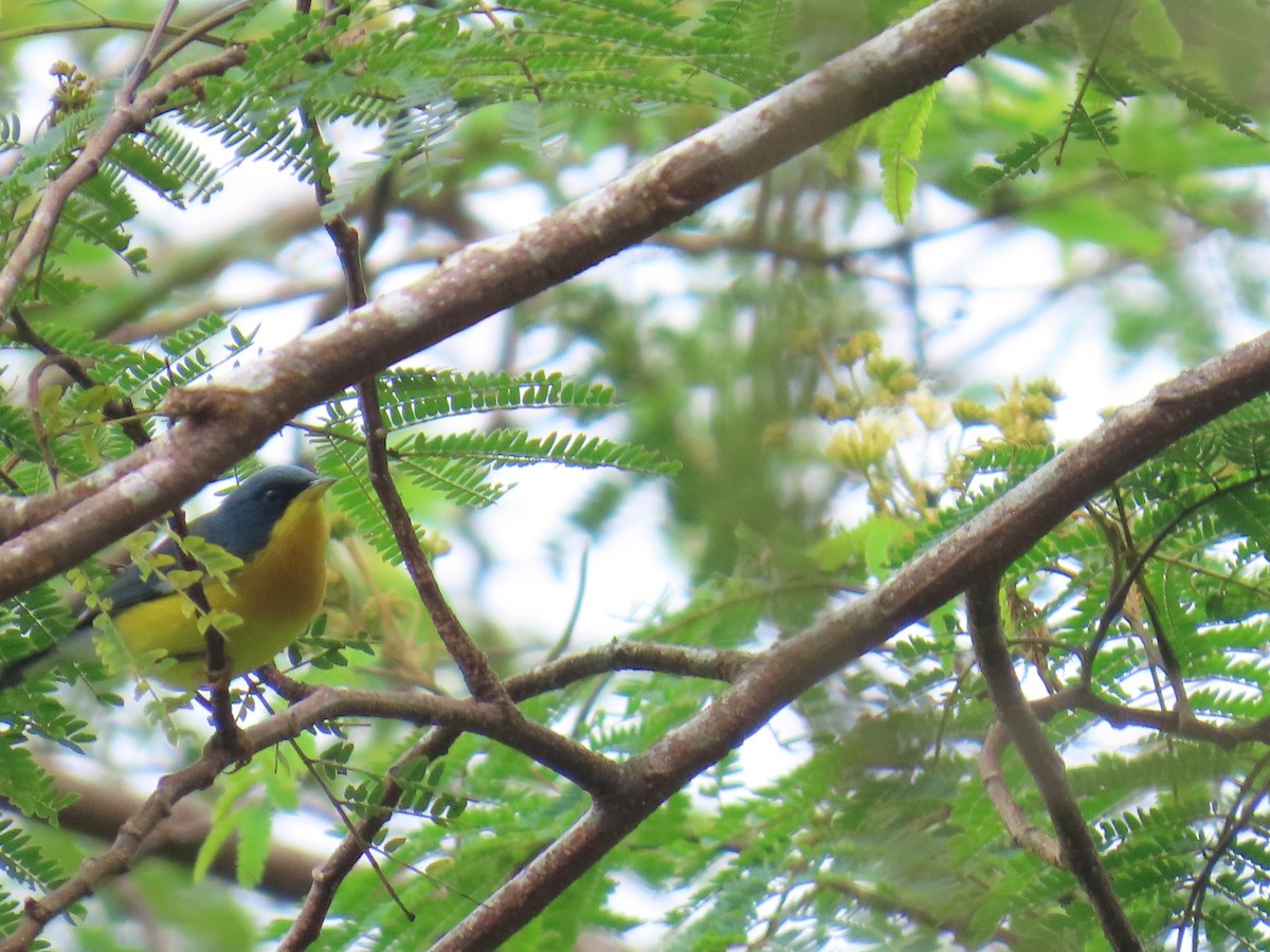 Tropical Parula - ML639269368
