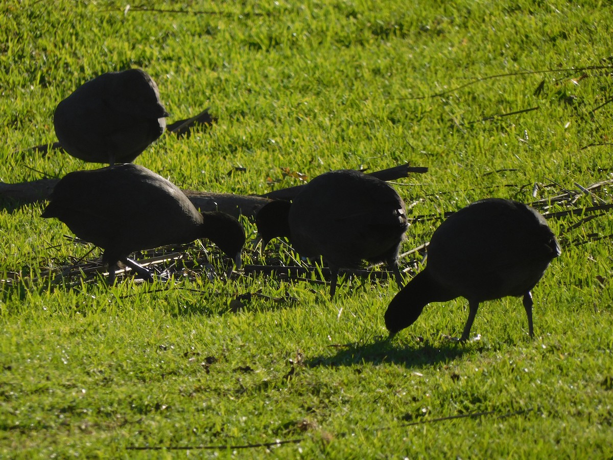 Eurasian Coot - ML639269425
