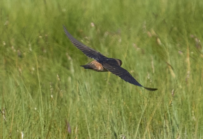 Cliff Swallow - ML639269432