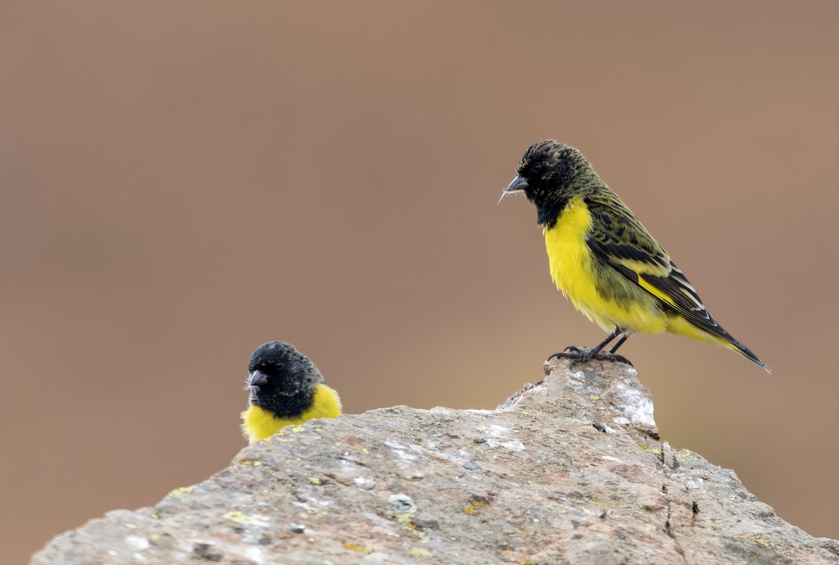 Yellow-rumped Siskin - ML639269474