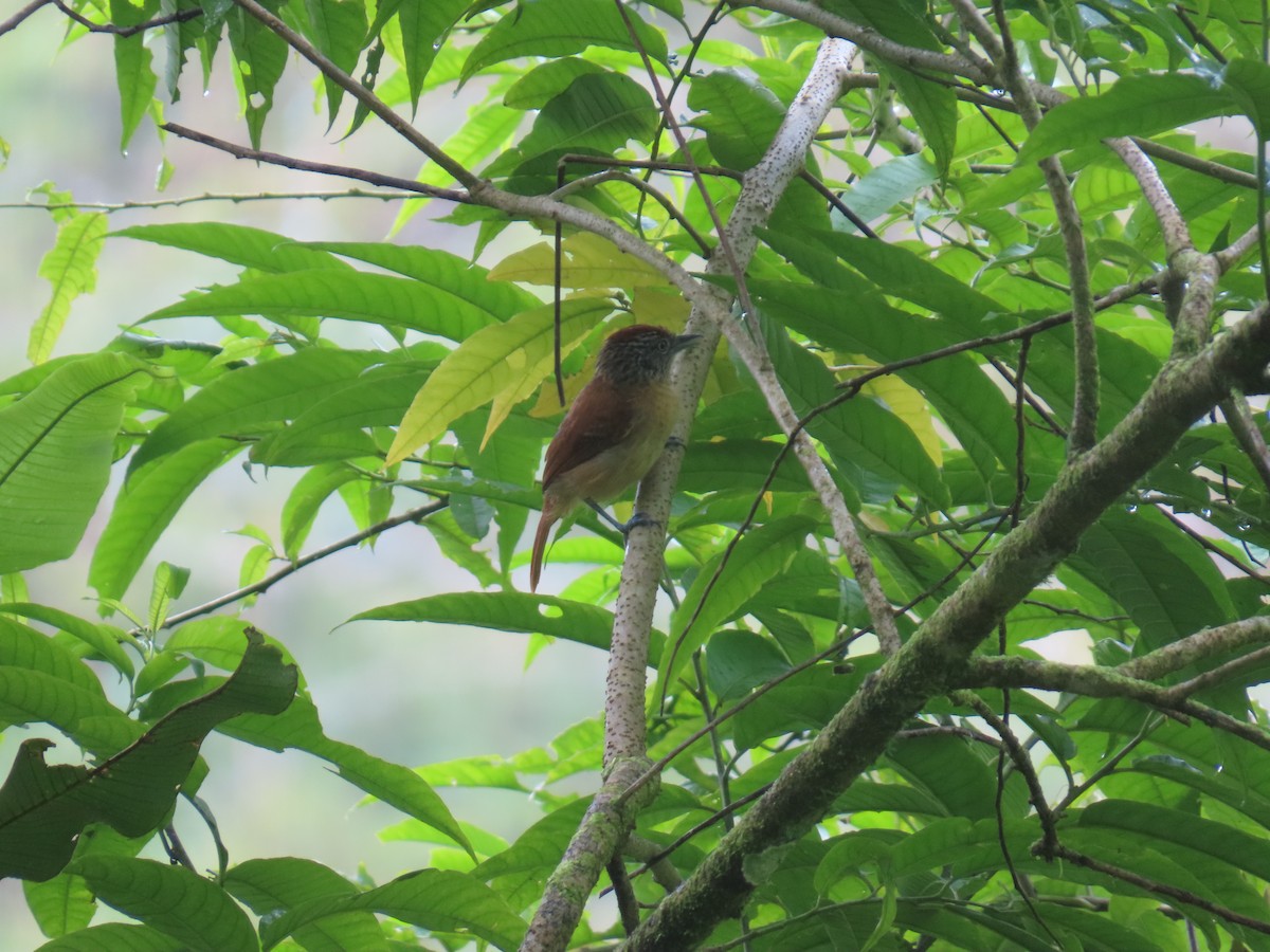 Barred Antshrike - ML639269516