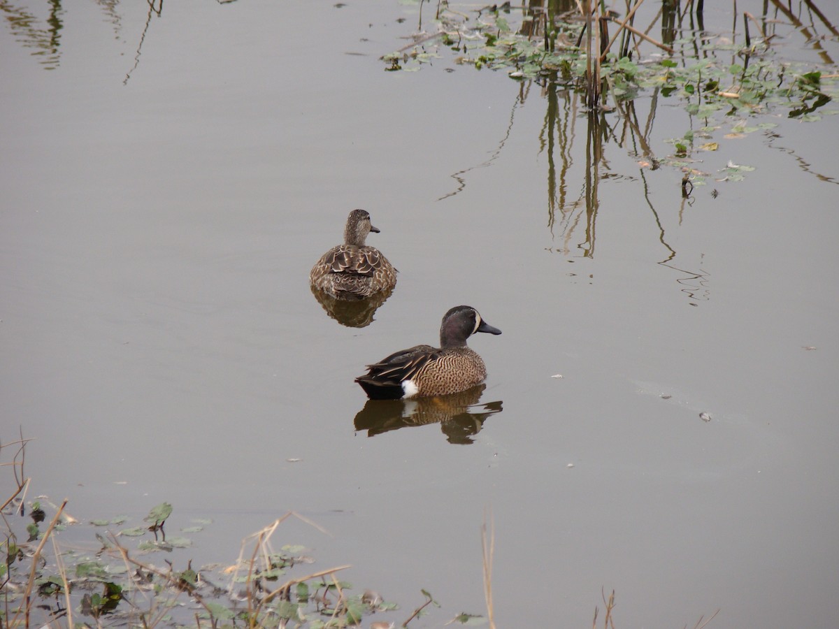 Blue-winged Teal - ML639269550