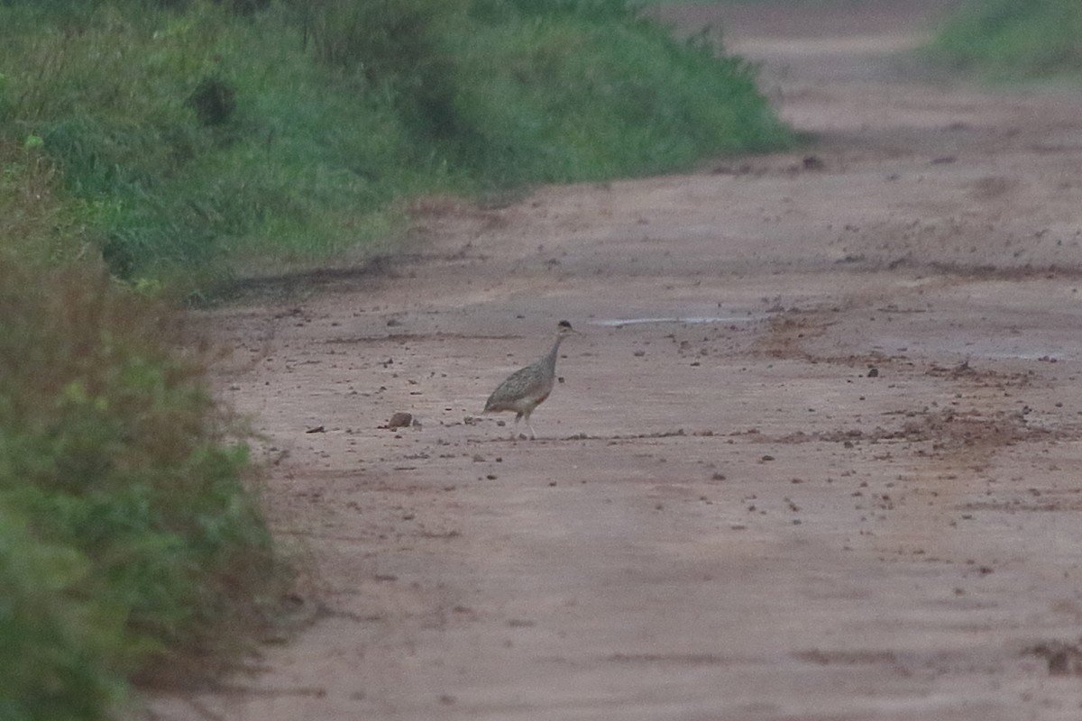 Brushland Tinamou - ML639269598